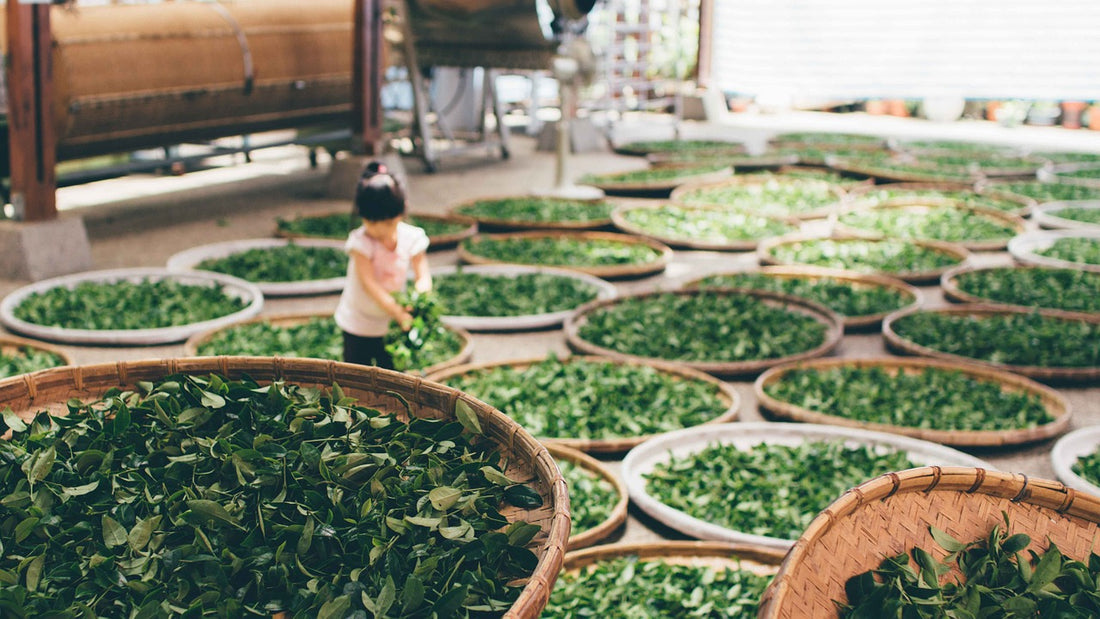9 Fascinating Facts For Tea Lovers