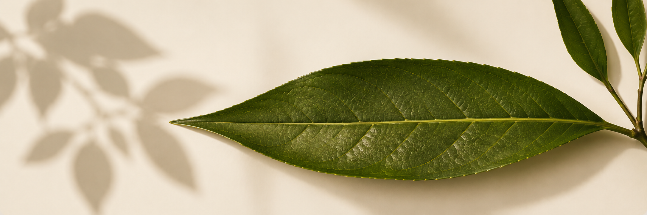 Black Tea